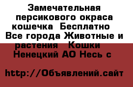 Замечательная персикового окраса кошечка. Бесплатно - Все города Животные и растения » Кошки   . Ненецкий АО,Несь с.